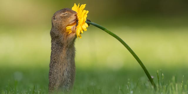 A ground squirrel smells a daisy in Vienna, Austria.