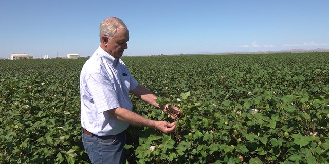 Arizona farmer Dan Thelander examines his cotton crop.