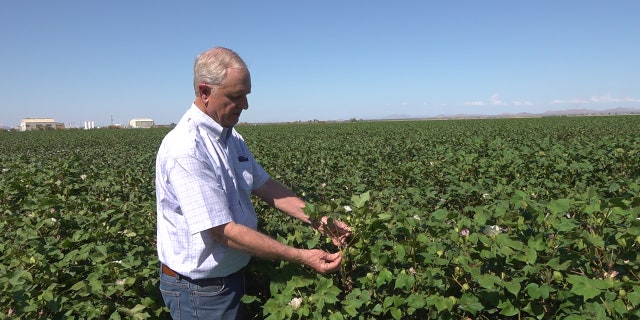 Arizona farmer Dan Thelander examines his cotton crop.