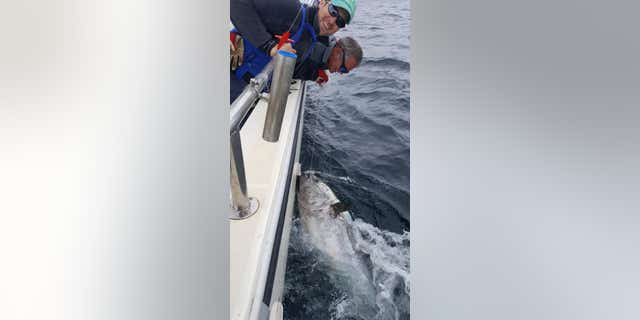 The tuna reportedly weighed 600 pounds and measured about 8.5-feet-long.