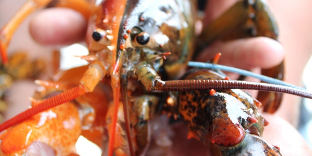 Force of Habit Captain Daryl Dunham discovered this rare two-colored lobster off the coast of Maine last week. 