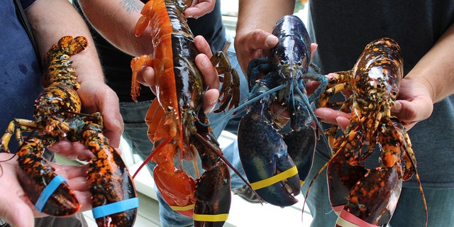 Lobster is currently on display along with three other rare lobsters at the Maine Center for Coastal Fisheries Discovery Wharf.