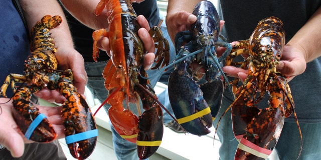 The lobster is currently on display with three other rare lobsters at the Maine Center for Coastal Fisheries' Discovery Wharf.