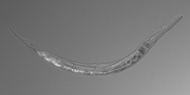 This newly discovered species of nematode is considered an extremophile – it thrives under high-salt, high-pH, arsenic-rich conditions that are otherwise hostile to life. But it is surprisingly versatile because it can also live in "normal" conditions in the laboratory. (Caltech)