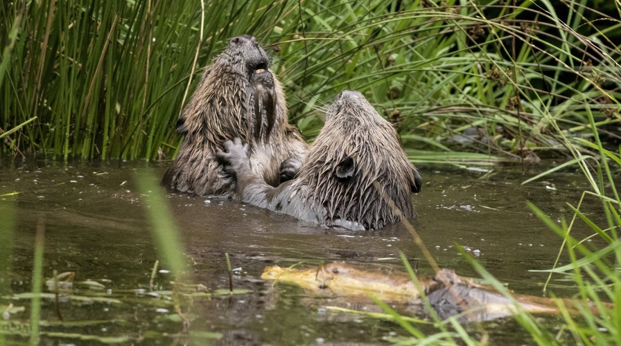 Beavers wrestling in Scottish river captured on camera