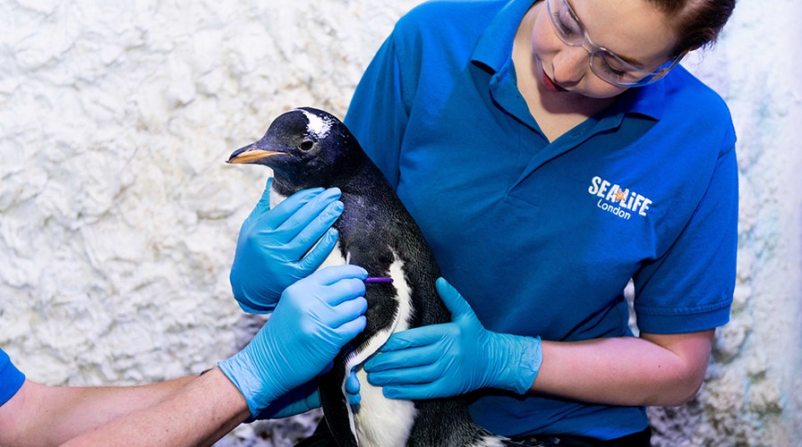 Police apprehend penguins who keep sneaking into sushi restaurant