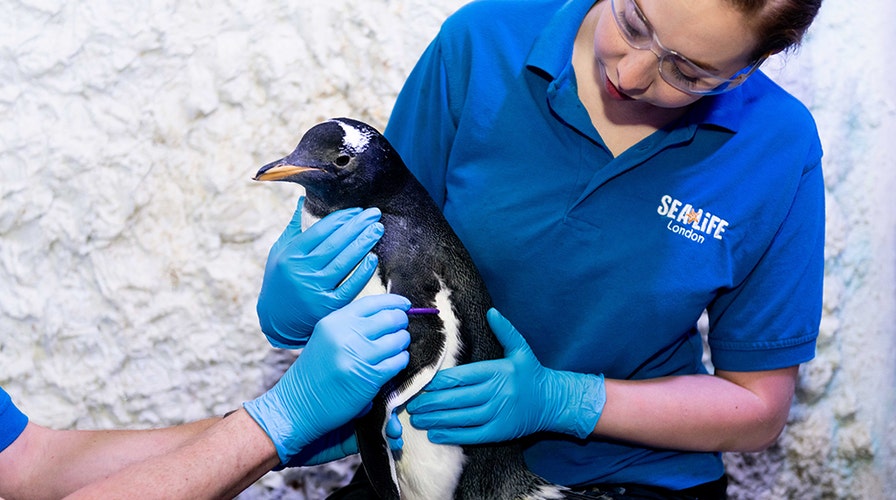 Police apprehend penguins who keep sneaking into sushi restaurant