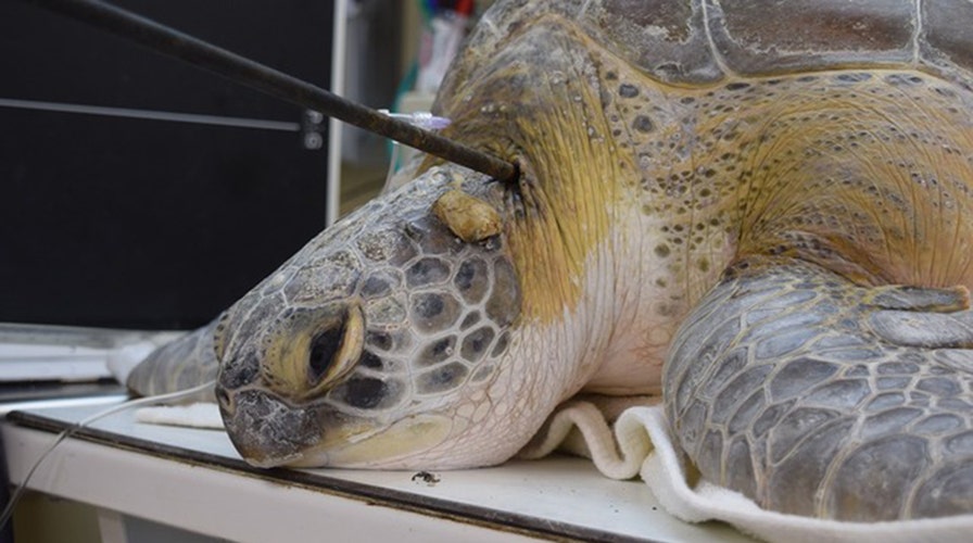 Endangered sea turtle recovering in Florida after being shot in neck with  spear