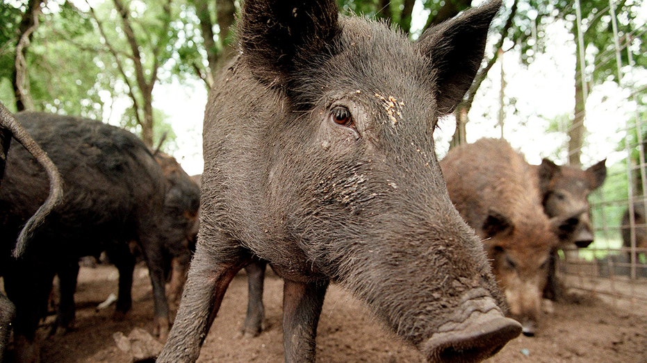 <div></noscript>Six 'winners' of Louisiana state-run hog hunting contest accused of cheating, face criminal charges</div>