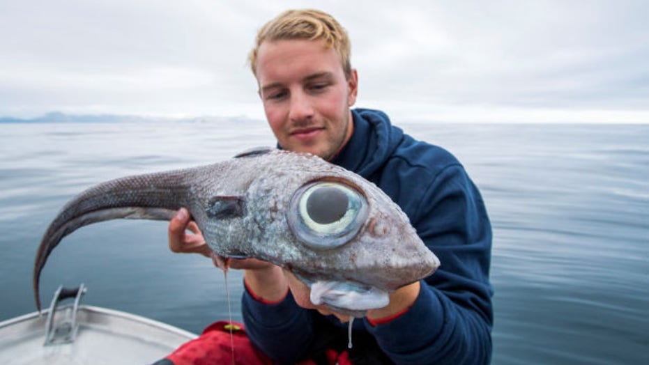Fisherman catches strange dinosaur-like creature Fox News