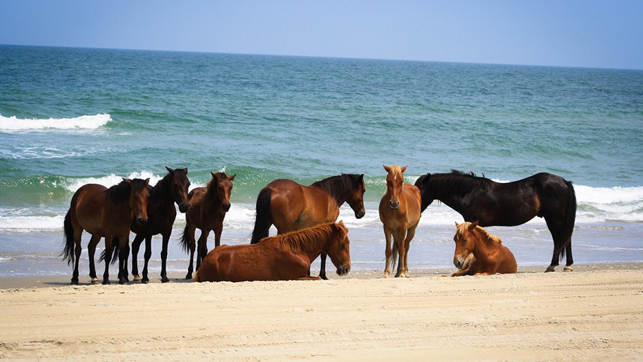 Wild Horses Of North Carolina To Ride Out Hurricane With