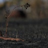 An owl stands in a field after a fire in a savanna in the neighborhood of Jardim Mangueiral, 20 km. from Brasilia, Brazil, Sept. 17, 2019. 