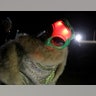 Attendees wear space travel and alien themed costumes as an influx of tourists responding to a call to 'storm' Area 51, a secretive U.S. military base . September 19, 2019. REUTERS/Jim Urquhart 