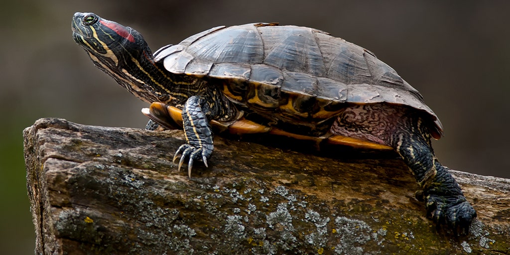 CDC Investigation Links Salmonella Outbreak to Small Turtles