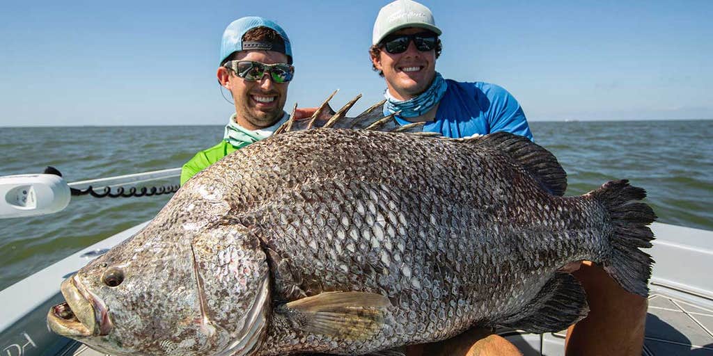 Fishermen catch massive tripletail in 