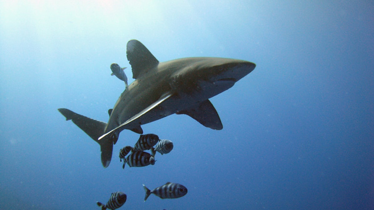 French woman loses both hands, breast in shark attack in Polynesia