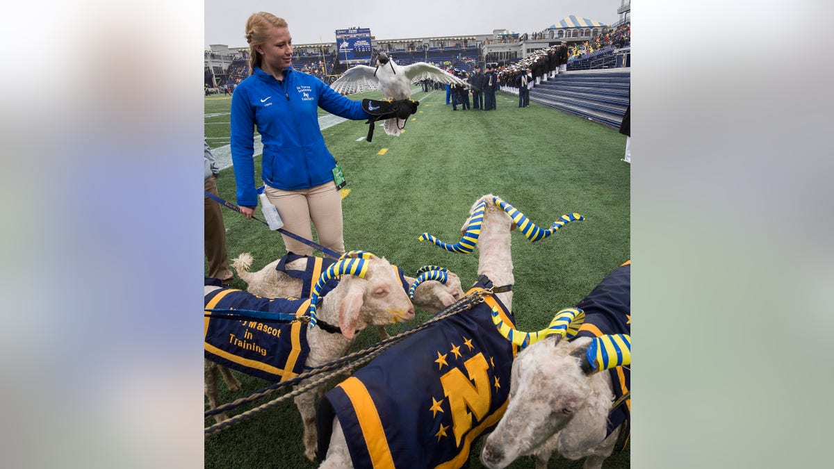 Aurora and an Air Force Academy cadet with the U.S. Naval Academy's goat mascots before the Air Force-Navy football game in 2015. (U.S. Air Force photo/Jim Varhegyi)