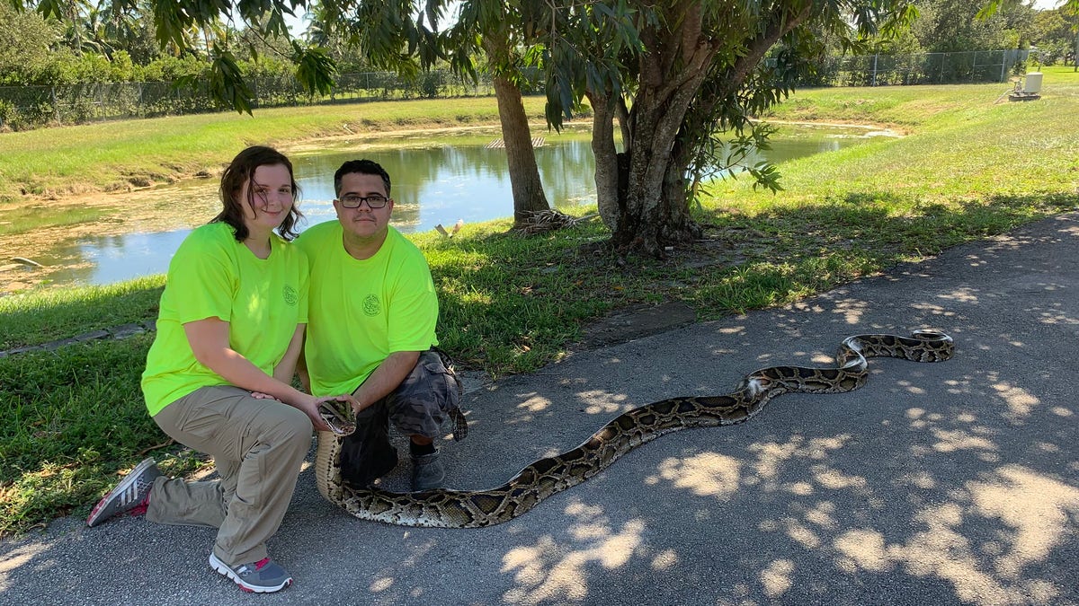 Cynthia Downer and Jonathan Lopez brought in a 98-pound, 10-ounce python from the Big Cypress National Preserve. (Florida Fish and Wildlife Conservation Commission)