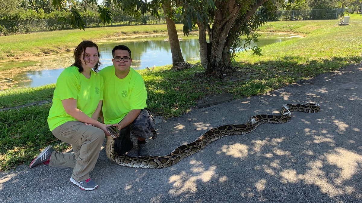 Cynthia Downer and Jonathan Lopez brought in a 98-pound, 10-ounce python from the Big Cypress National Preserve. (Florida Fish and Wildlife Conservation Commission)