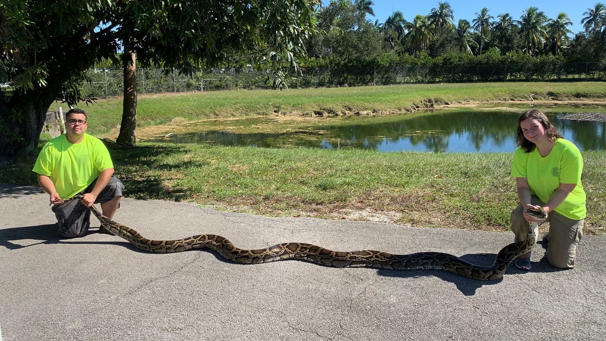 The Florida Fish and Wildlife Conservation Commission's Python Action Team caught its largest snake last month. (Florida Fish and Wildlife Conservation Commission)
