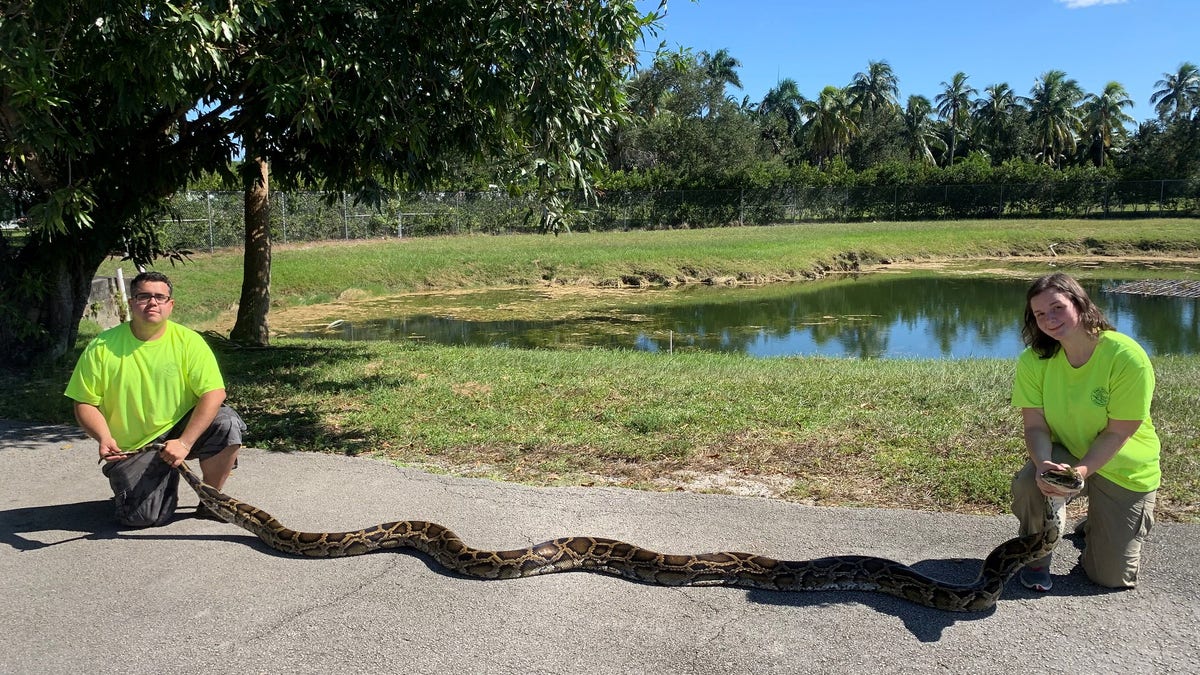The Florida Fish and Wildlife Conservation Commission's Python Action Team caught its largest snake last month. (Florida Fish and Wildlife Conservation Commission)