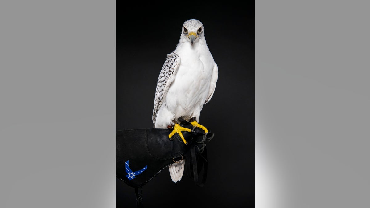 Aurora, the Academy’s official and oldest mascot, was a White Phase Gyrfalcon, an extremely rare species in the wild. (U.S. Air Force photo/Joshua Armstrong)