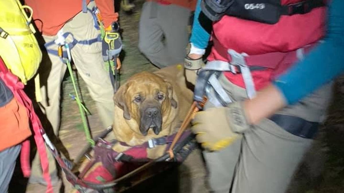 Floyd, a 3-year-old Mastiff, was carried down a hiking trail in Utah on Sunday after becoming injured, rescuers said.