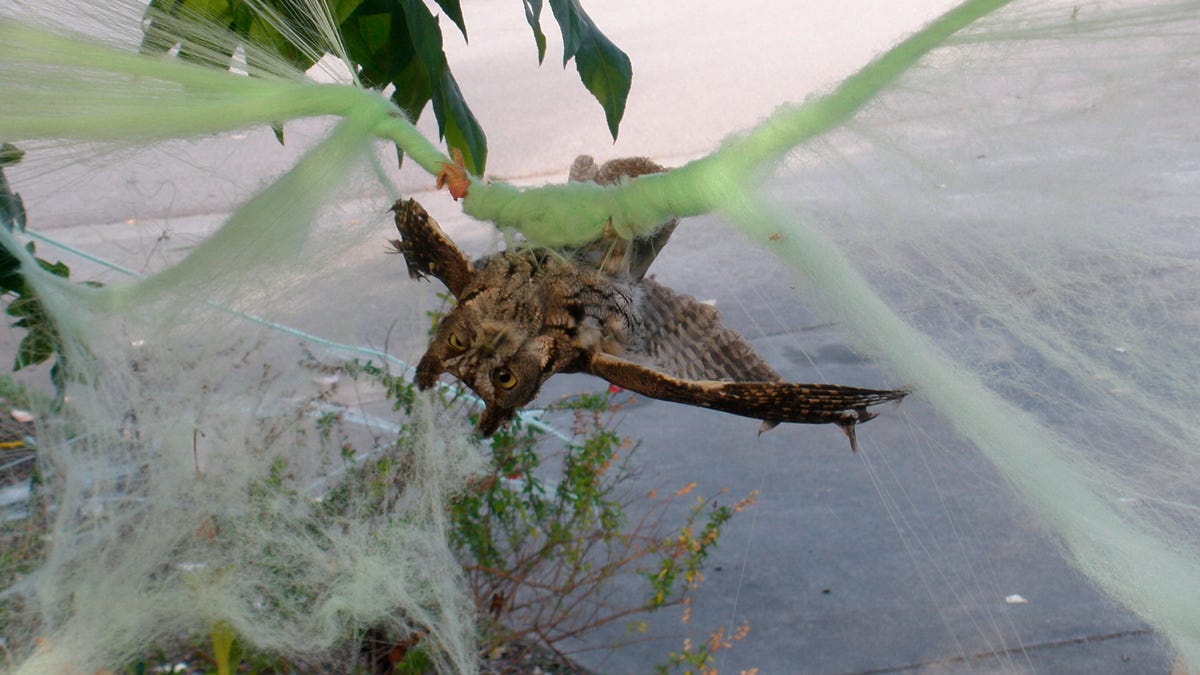 This photo by Marin Humane shows an owl who had gotten caught up in some decorative Halloween cobwebs outside of a residence in Mill Valley, Calif. (D. Stapp/Marin Humane via AP)