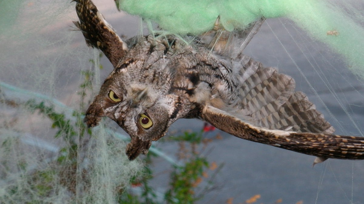 With more people conjuring spooky outdoor scenes for the holiday, wildlife organizations have seen an increase in animal visits to local rehabilitation centers for injuries related to the décor. (D. Stapp/Marin Humane via AP)