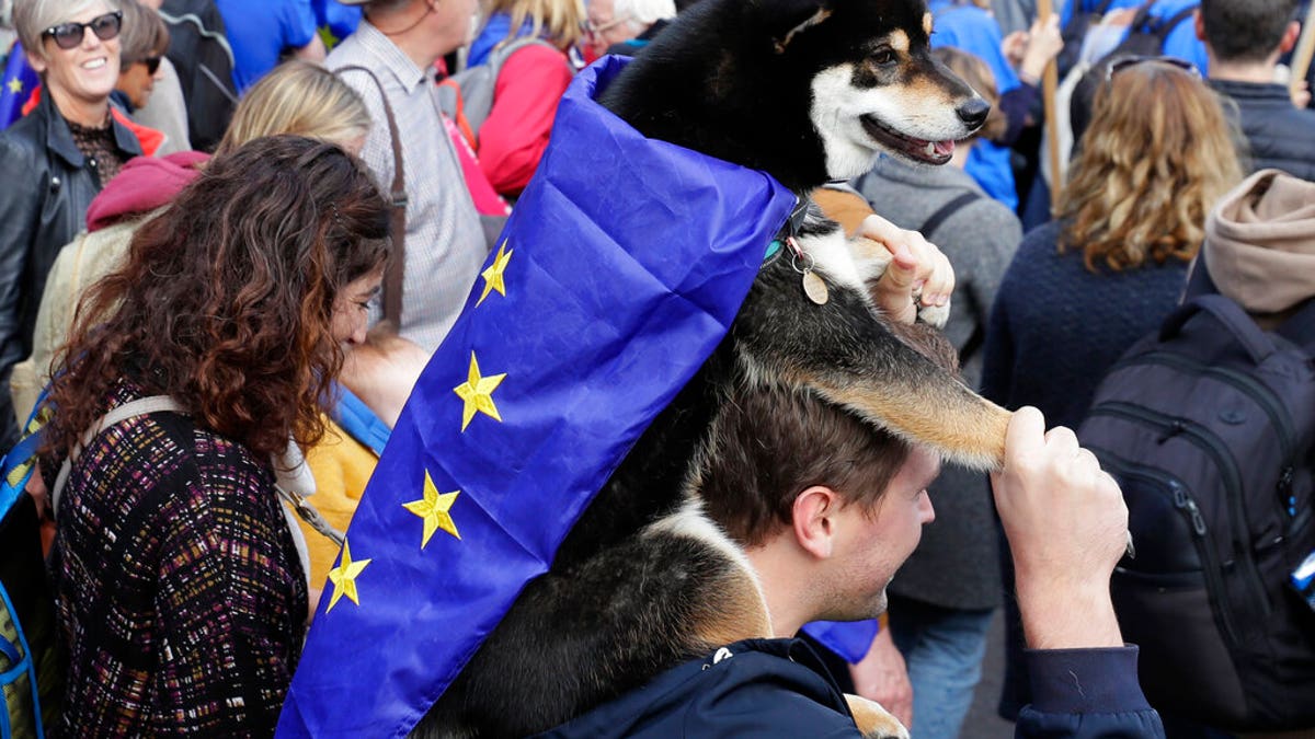 A demonstrator carries his dog, draped in EU flag, during anti-Brexit protest in London, Saturday, Oct. 19, 2019. 