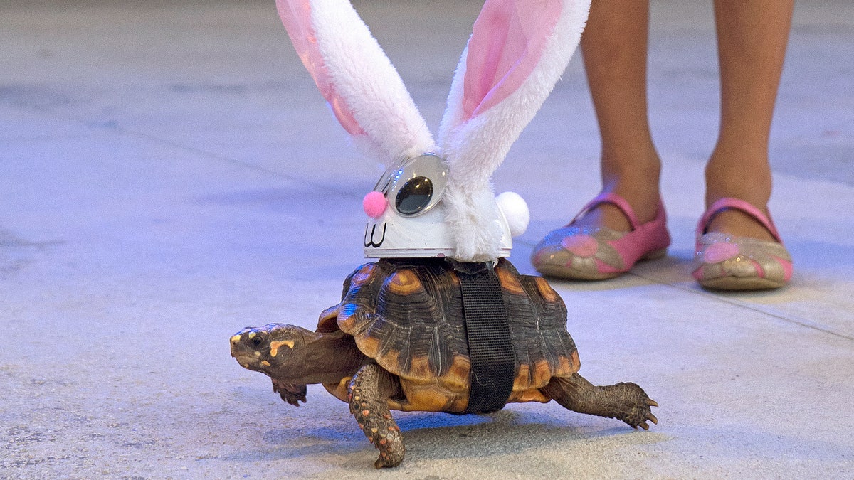 Donna the tortoise crawls on the Fantasy Fest Pet Masquerade stage in Key West, Fla., costumed as characters from the classic fable "The Tortoise and the Hare." (Rob O'Neal/Florida Keys News Bureau via AP)