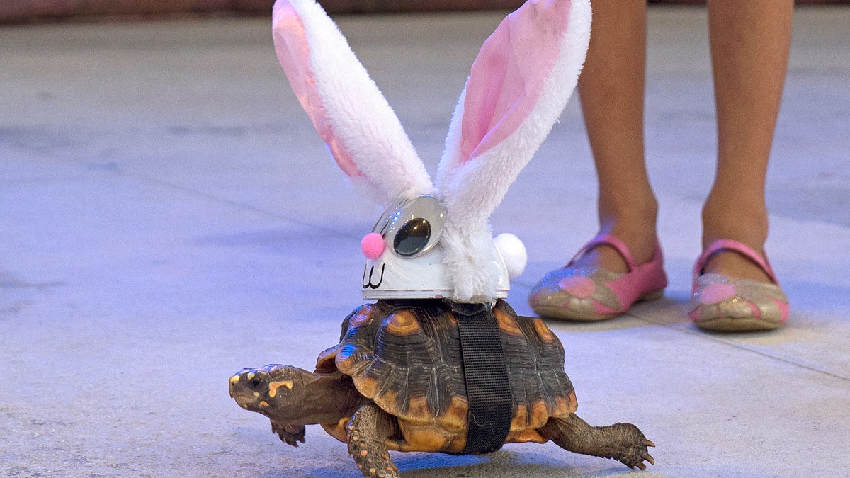 Donna the tortoise crawls on the Fantasy Fest Pet Masquerade stage in Key West, Fla., costumed as characters from the classic fable "The Tortoise and the Hare." (Rob O'Neal/Florida Keys News Bureau via AP)