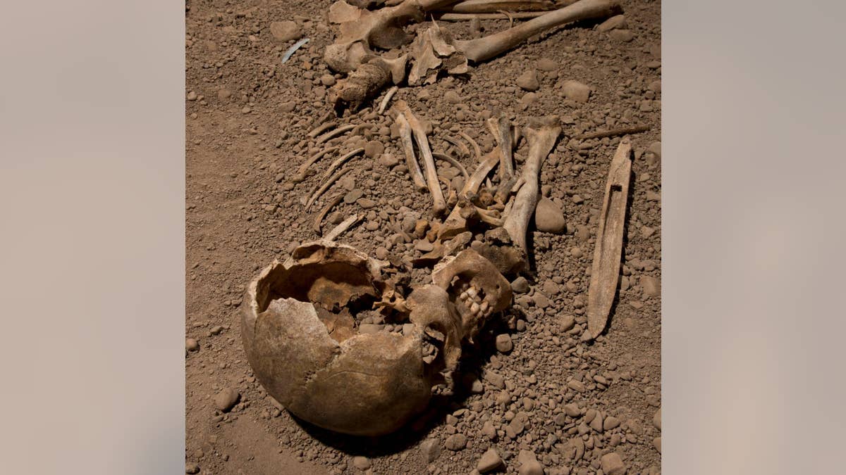 The skeleton of a male individual associated with the Neolithic Age Battle Axe culture on exhibition in Linköping, Sweden.