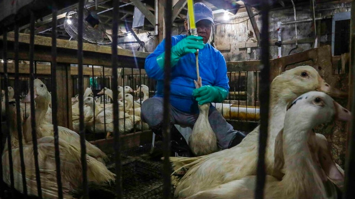 An employee at the Hudson Valley Foie Gras duck farm in Ferndale, N.Y., is seen placing a tube into the duck's mouth in this photo from July 2019.