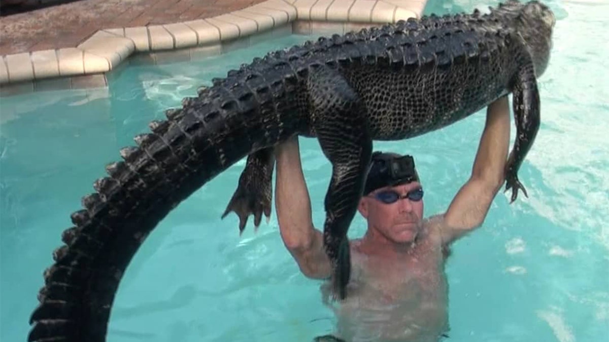 Paul Bedard said the rescued alligator was about 9 feet long and weighed between 180 and 200 pounds.