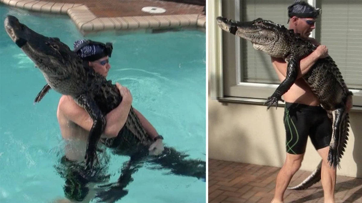 Bedard said he had not rescued an alligator of this size from a pool in more than a year.