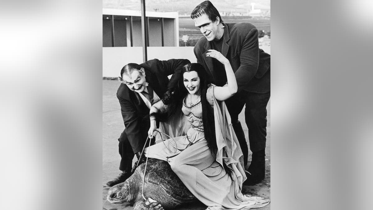 Lily Munster, played by Yvonne De Carlo (1922 - 2007) rides a giant turtle in a publicity still for the comedy-horror TV series 'The Munsters', circa 1965. With her is Al Lewis (1923 - 2006, left) as Grandpa and Fred Gwynne (1926 - 1993) as Herman Munster.