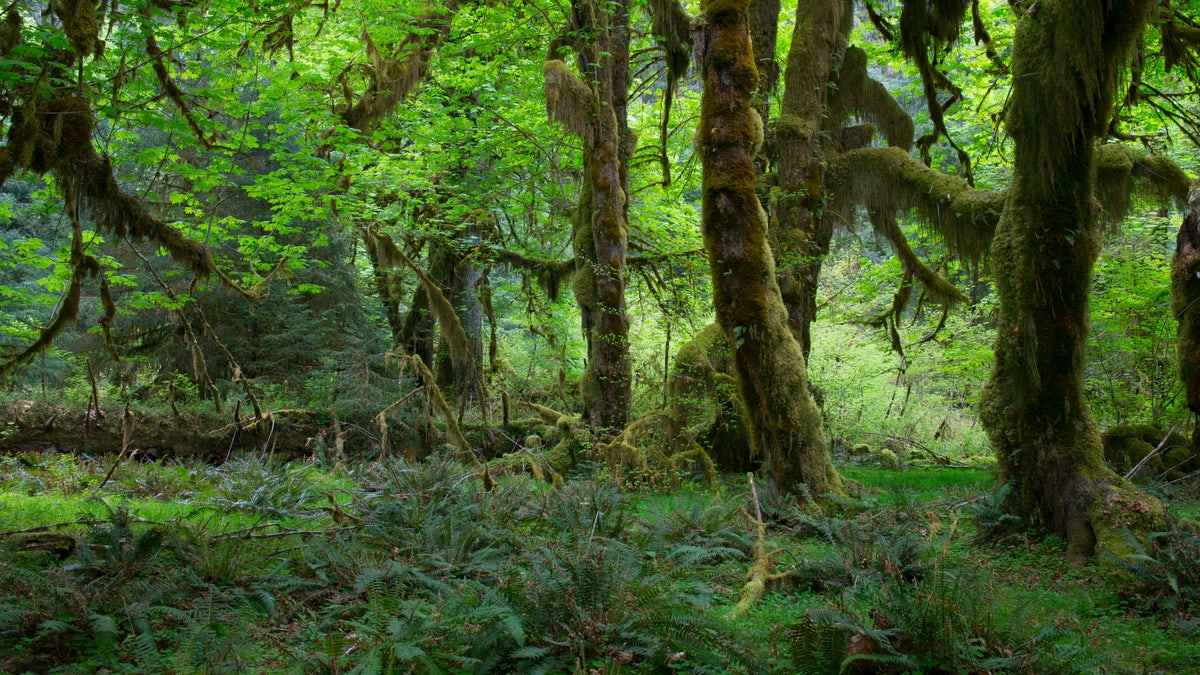 An image of an old maple tree covered with moss in the Hoh River rainforest in the Olympic National Park in Washington.