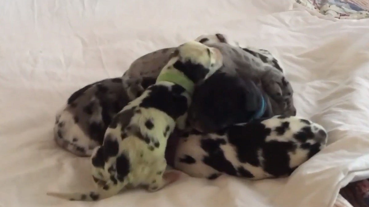 “It was so shocking when she was born," the puppy's owner said. "Luckily, I had recently read an article about a green dog. So at least I knew what was going on."