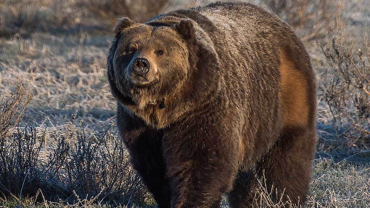 Montana Fish, Wildlife & Parks say the incident is being investigated, as are two other instances of grizzly mortalities in the West Yellowstone area.