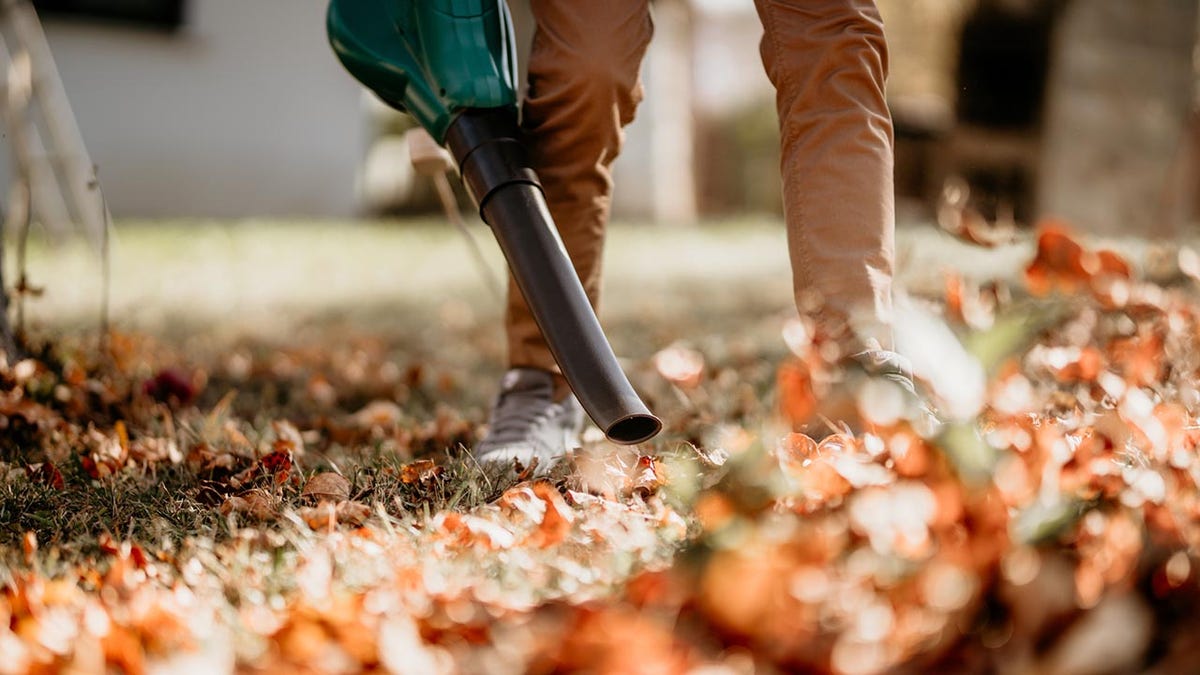 Just don't blow them onto a neighbor's lawn.