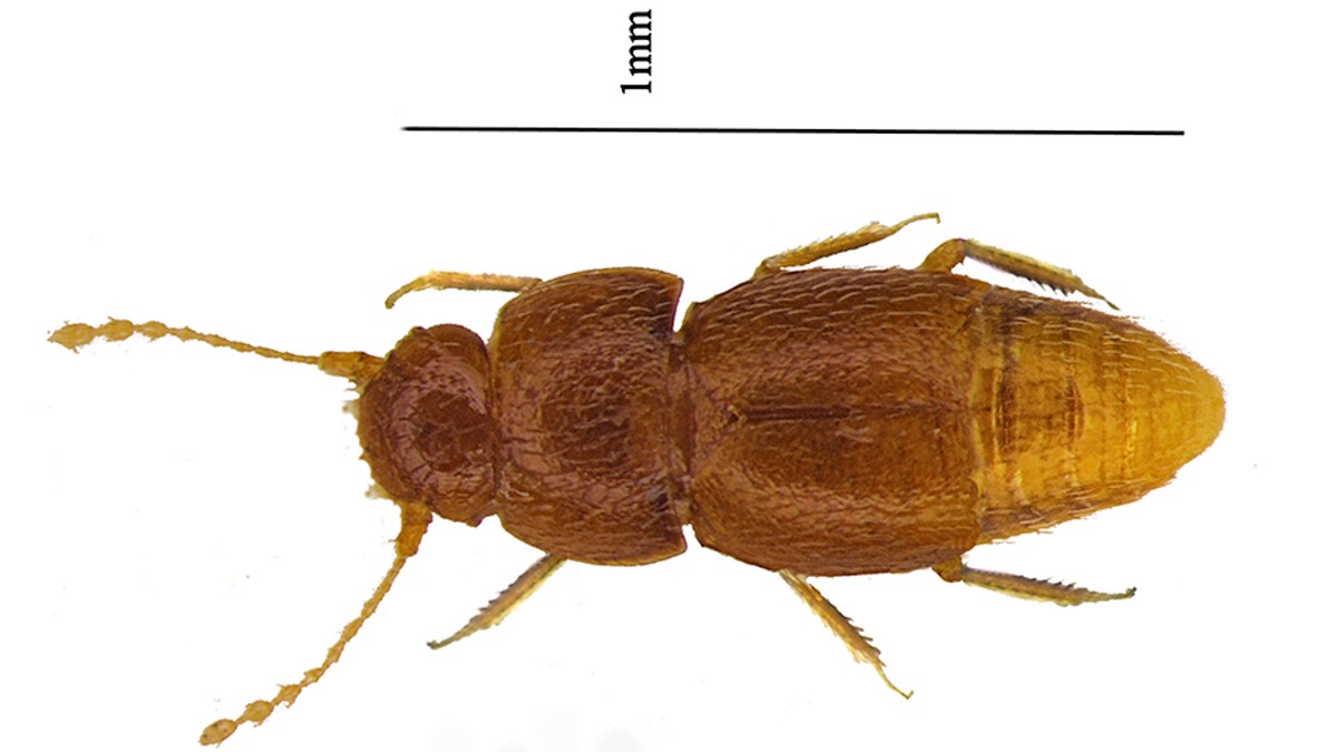 The new species of beetle Nelloptodes gretae, named after Swedish environmental campaigner Greta Thunberg. (Entomologist’s Monthly Magazine)