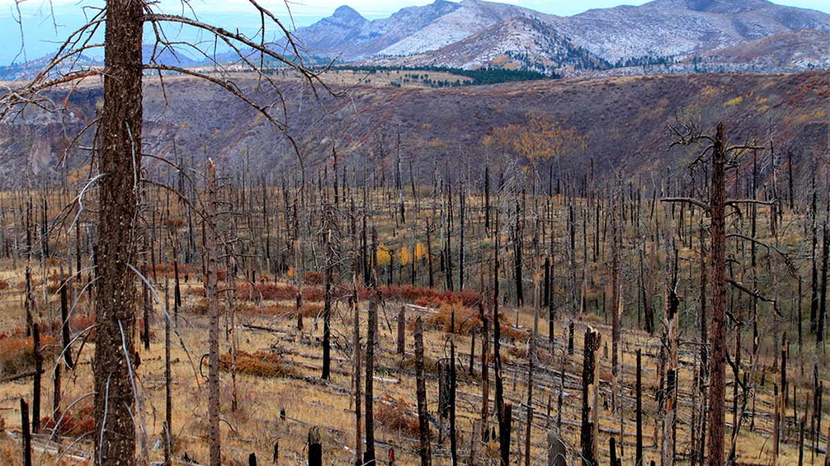 Thousands of acres of burned trees that remained years after a wildfire raced through part of Bandelier National Monument near Los Alamos, New Mexico. (AP Photo/Susan Montoya Bryan)