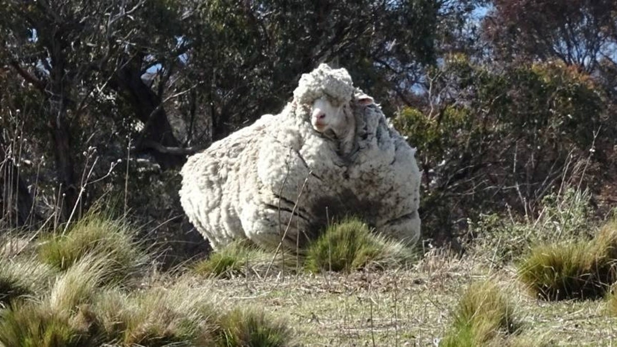 Chris the woolly sheep is seen in this undated picture from social media obtained by Reuters on October 22, 2019.