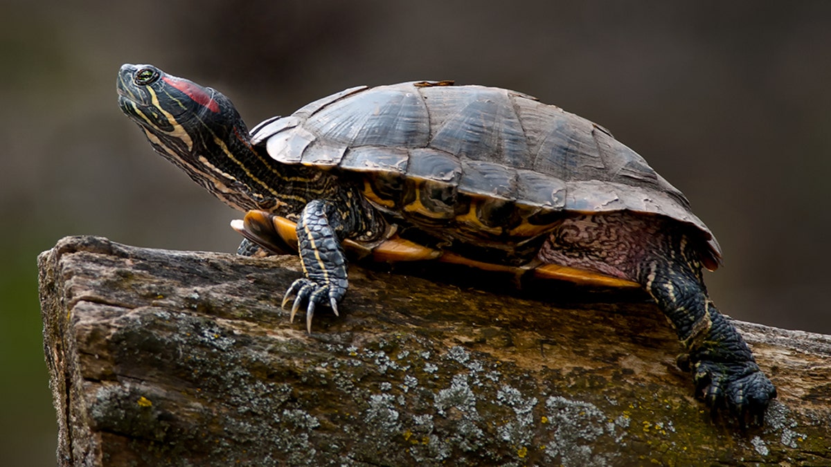 A red-eared slider turtle.