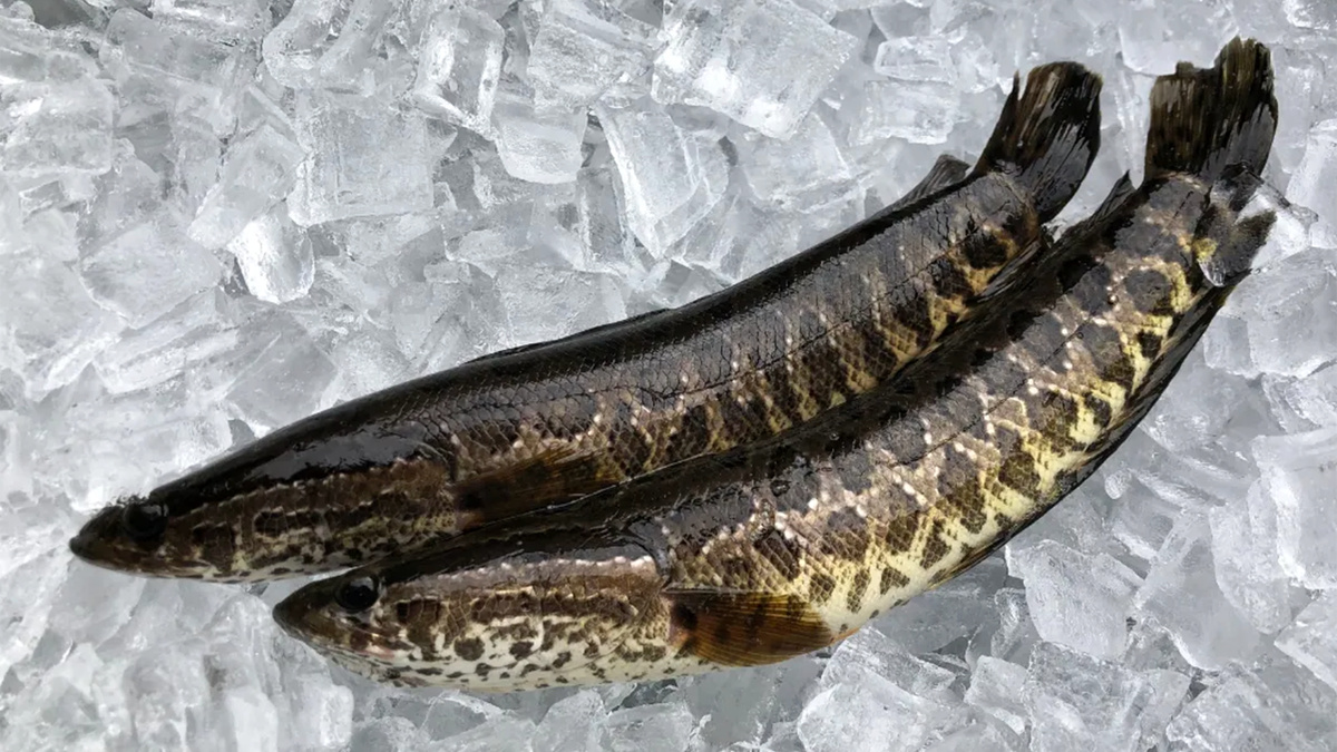 Georgia wildlife officials urge anyone who spots northern snakeheads to "kill it immediately and freeze it."