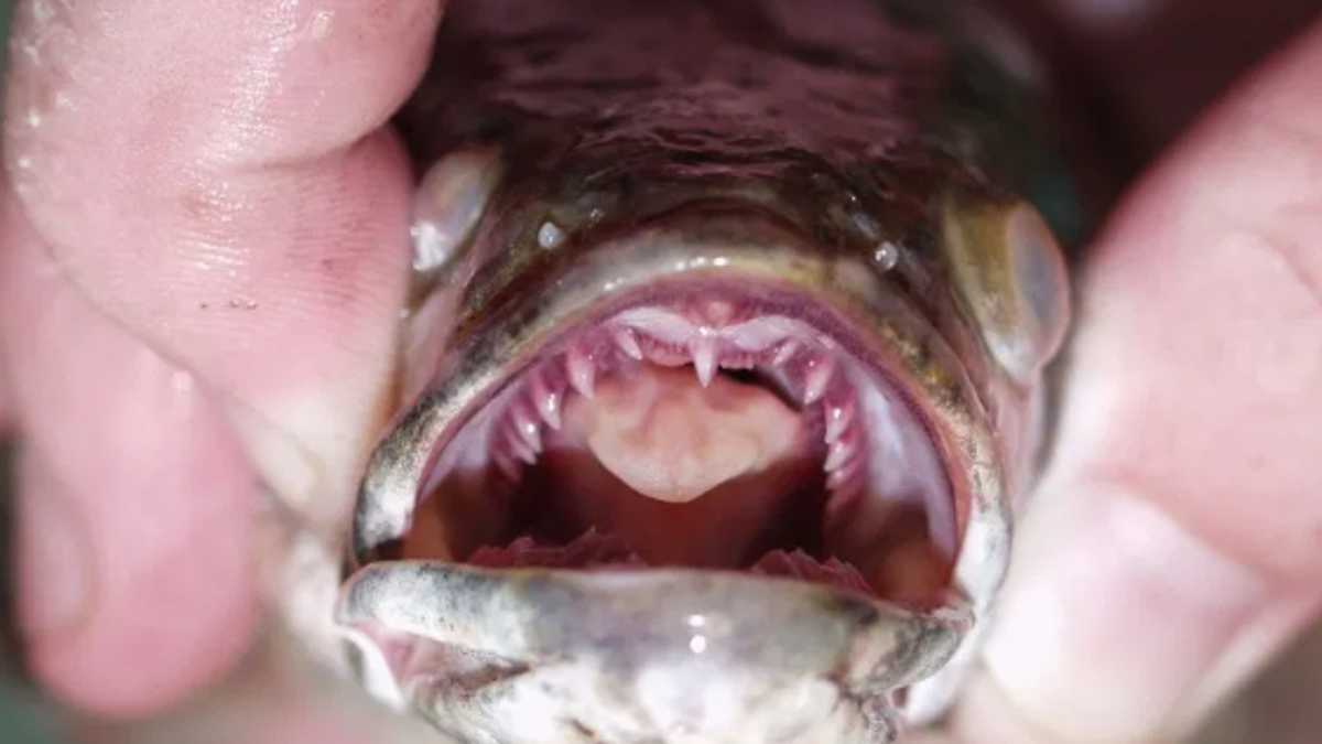 Northern snakeheads can grow up to three feet long, and are long, thin and dark.