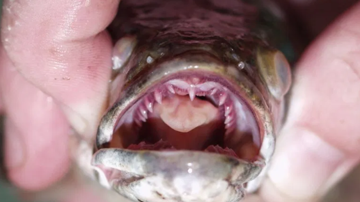 Northern snakeheads can grow up to three feet long, and are long, thin and dark.