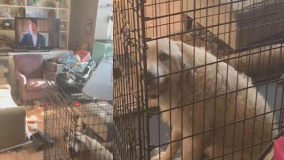 Investigators said 246 animals were removed from a Florida home on Sunday. 