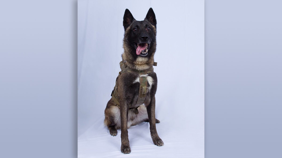 President Trump released a photo Monday of the military dog injured in the Abu Bakr al-Baghdadi raid over the weekend.